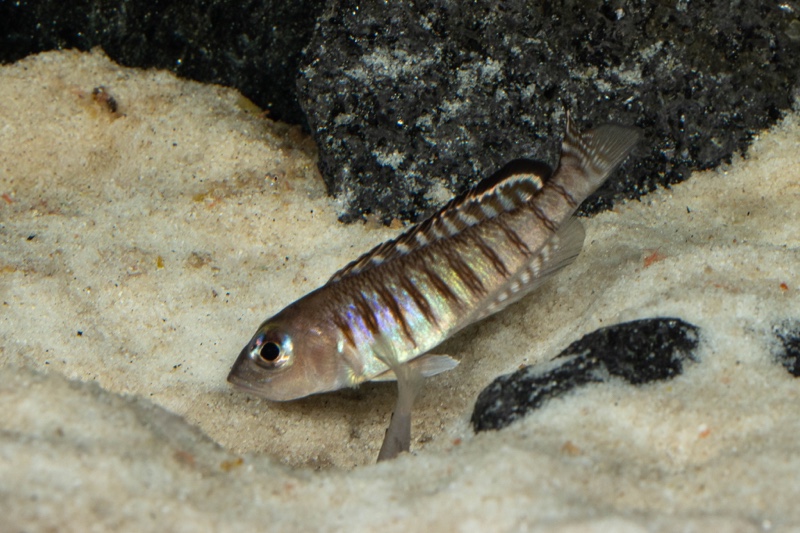Lamprologus signatus